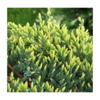 Kadagys žvynuotasis (Juniperus squamata) 'Holger'